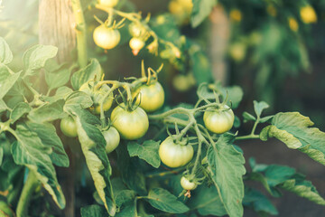 Course with unripe tomatoes in direct sunlight.
