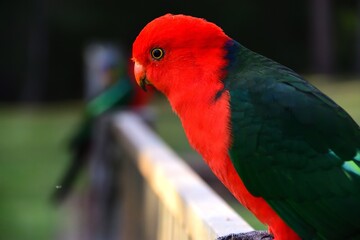 Male King Parrot