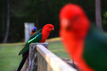 Male King Parrot