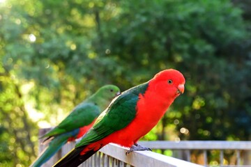 Male King Parrot