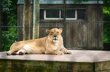 African Lioness as zoo specimen in Knoxville Tennessee. - obrazy, fototapety, plakaty