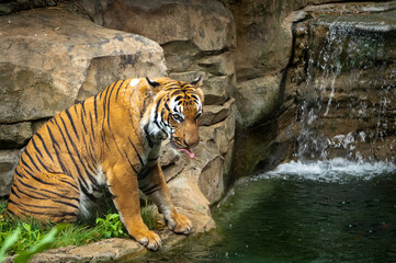 Malayan Tiger as zoo specimen in Knoxville Tennessee.