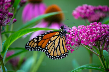 Macro abstract view of a monarch butterfly feeding on pink blossoms and buds of a swamp milkweed plant (asclepias incarnata), with defocused background