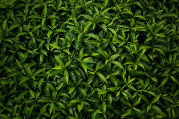 green leaves background