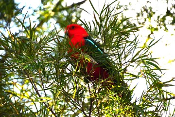 Male King Parrot
