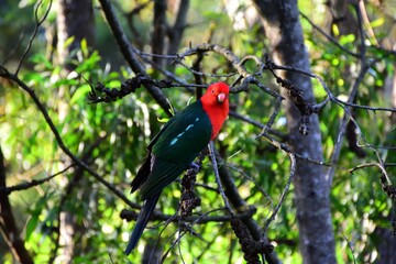 Male King Parrot