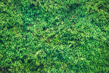 Green forest moss background.