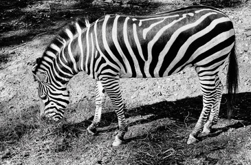 Fototapeta na wymiar zebra done in black and white photo