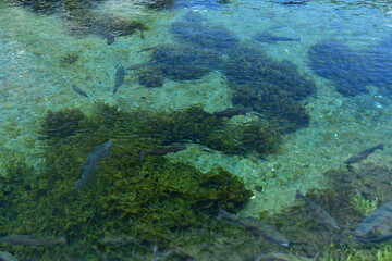忍野八海と清流を泳ぐ鱒