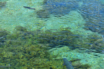 忍野八海と清流を泳ぐ鱒