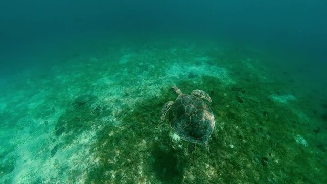 UNDERWATER - Two green sea turtles, Brewers Bay, St. Thomas, U.S. Virgin Islands