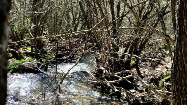 Small river afluent between leafless trees on a bright sunny winter day.  It's a shallow river, water is very clear and there are plenty of rocks. Water flows rapidly between them.