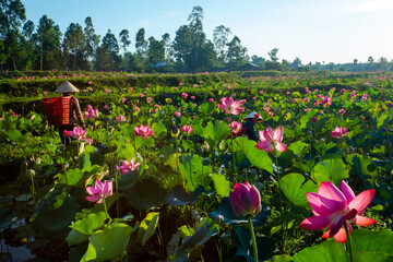harvesting lotus in the countryside