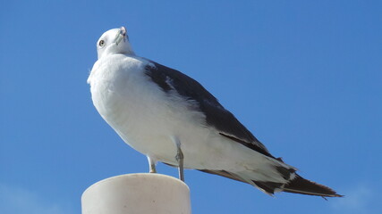 seagull in flight