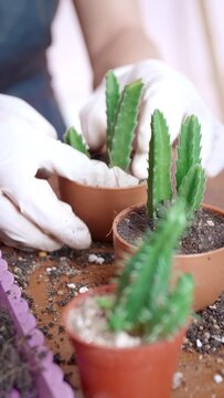 close up woman's hand sprinkles soil into plant pots. Female hands wearing gloves Sprinkling the soil to Cactus trees. Home greenery growing concept, home garden. Vertical footage
