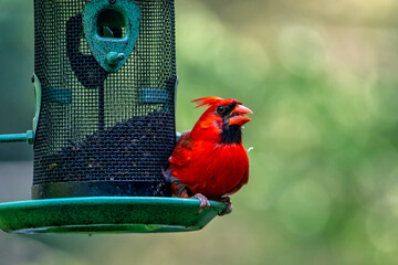 Bright red cardinal at a back yard feeder