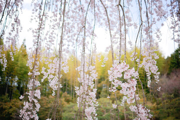 春に咲くピンク色の枝垂れ桜のズームアップ　広島県三原市三景園
