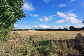 Obraz premium landscape with trees