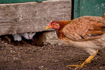 busy hen  doesn't spot the cat under a barn that is on the  prowl