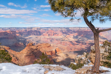 A lone tree stands in the foreground of a scenic view of the vastness of the Grand Canyon in...