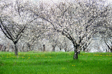Fototapeta premium Springtime cherry trees in a Michigan USA orchard