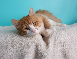 Fototapeta na wymiar White and orange cat lying down portrait