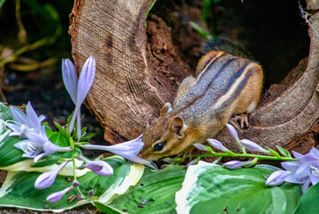 Chipmunk takes time to smell the flowers 