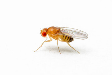 Exotic Drosophila Fruit Fly Diptera Parasite Insect on White Background