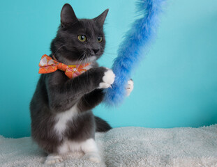 White and grey cat wearing orange and pink bow tie playing with toy portrait