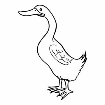 duck line vector illustration