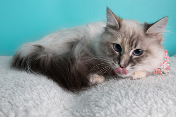 White tortoiseshell cat with blue eyes wearing pink flower bow tie with tongue sticking out