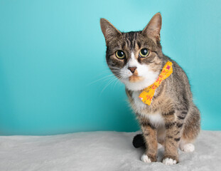 Tabby cat wearing yellow flower bow tie sitting