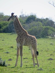 Naklejka na ściany i meble giraffe in the savannah
