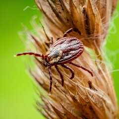 Encephalitis Virus or Lyme Borreliosis Disease or Monkey Fever Infectious Dermacentor Tick Arachnid Parasite Insect Mite Crawling on Grass