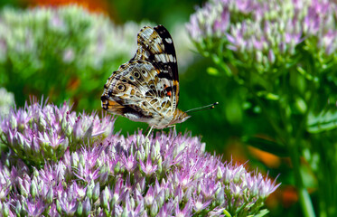 Painted lady butterfly on f pink and purple lowers