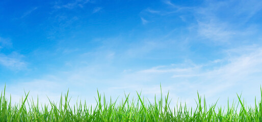 Green natural view of Green grass and blue sky in background.
