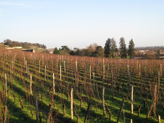 French vineyard