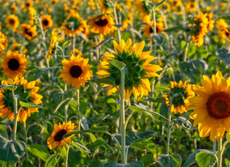 Fototapeta na wymiar Golden sunflowers in a field, has one that has to turn its own direction
