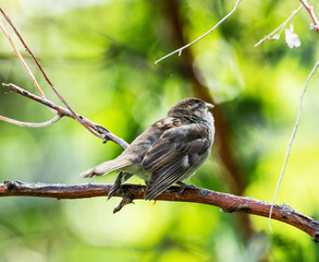 sparrow on a branch
