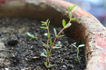 a small plants with green leaf and pink steam growing in pot.