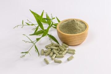 Andrographis paniculata powder,capsule and fresh andrographis paniculata herbal plant isolated on white background,