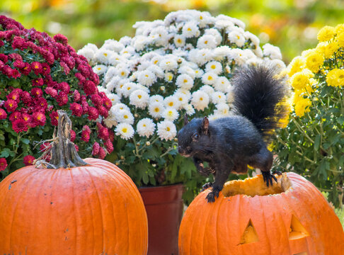 Black squirrel with pumpkins and mums in a fall display