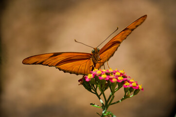 A gold and orange butterfly is on the edge of a cluster of flowers against a brown back ground - Powered by Adobe