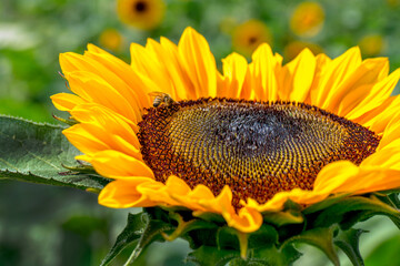golden sunflower head glows in the afternoon sun