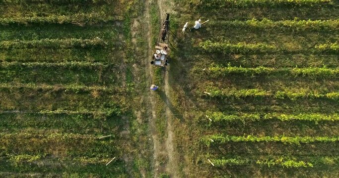 Beautiful aerial shot on Horse cart and people in middle of the vineyards. Harvesting season. 