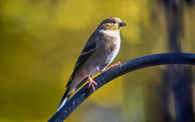 small wild finch  bird sits on a perch in fall