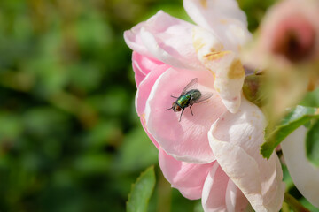 bug on a flower