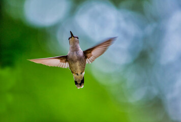 Delicate hummingbird performs a Hummingbird ballet