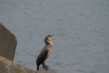 消波ブロックの上で羽を休める海鵜が鳴いた