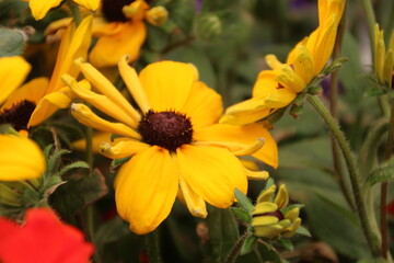 Yellow Flowers, Elk Island National Park, Alberta